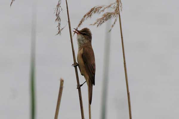 Drosselrohrs&auml;nger